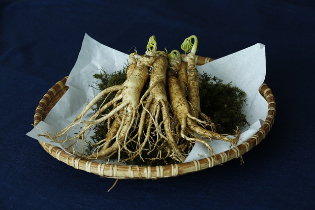 Heilpflanze Ginseng