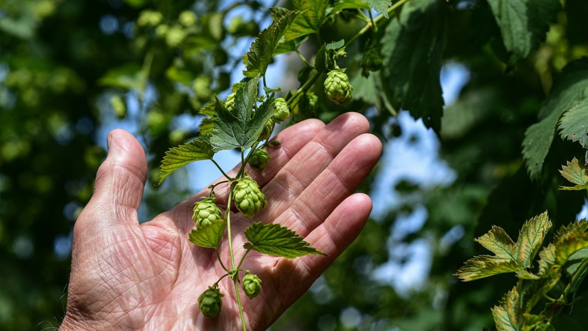 Hopfen